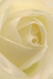 This close-up draws you into the gentle heart of an ivory-white rose, reminiscent of early mornings in Crystal Palace when dew clings to garden blooms. Each petal unfurls in a soft, spiral embrace, their texture nearly weightless as if brushed by London's lightest breeze. Delicate shadows gather between creamy folds, creating a composition rich in serenity and depth, echoing the peace of a quiet Sunday stroll near Crystal Palace Park. The mood is tender-befitting occasions of remembrance, admiration, or signalling the hopeful beginning of something new. As a seasoned Crystal Palace florist, I see this rose as the ultimate mark of reverence and artistry, meticulously chosen for the most heartfelt expressions. The faint sweetness of its imagined fragrance lingers on the air, barely perceptible yet soothing, embodying all the thoughtful care and dedication that Crystal Palace Flowers bring to every bouquet destined for our neighbours and friends.